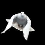 White dove in flight
